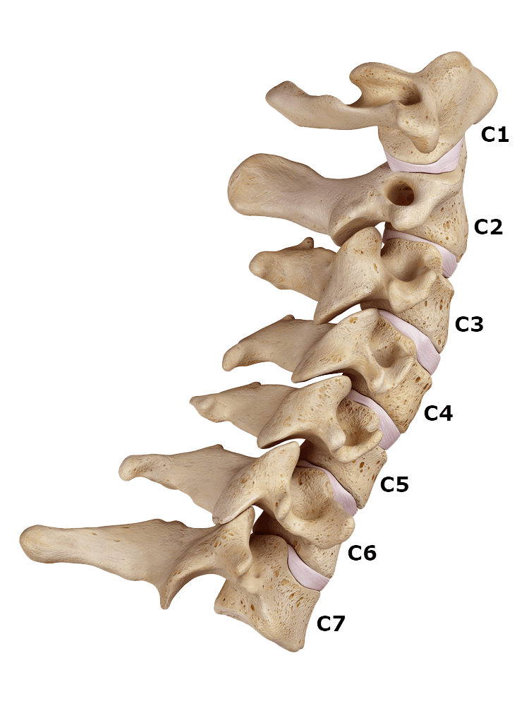 cervical labeled - Cityview Chiropractic