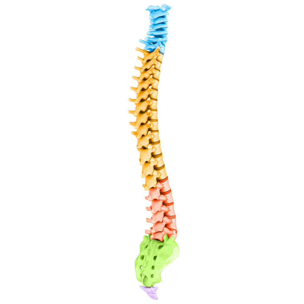 spinal model - Cityview Chiropractic