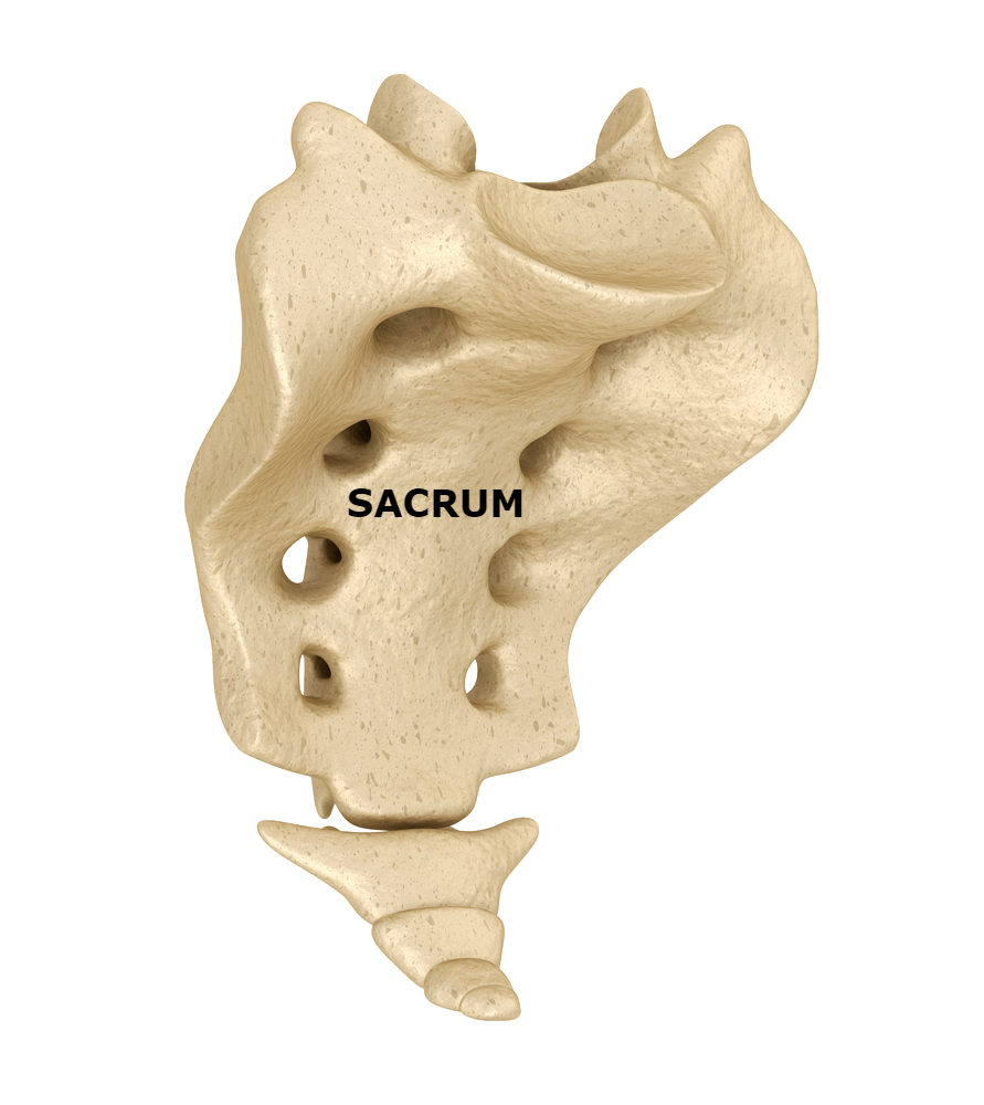 sacrum labeled - Cityview Chiropractic